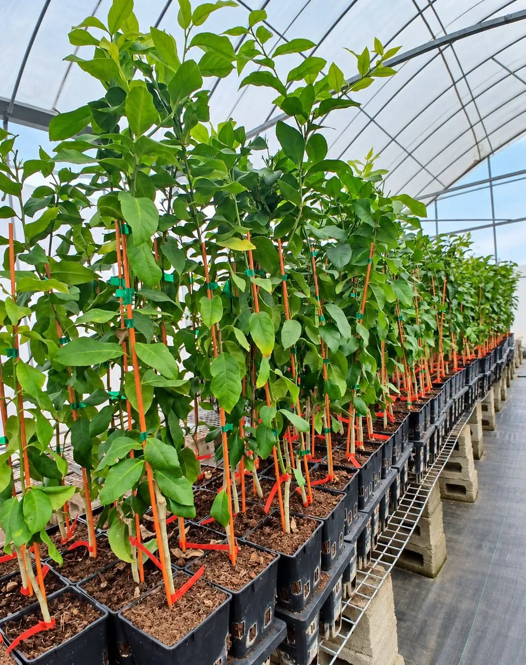Fiji’s Citrus Industry Gets Boost With California Plantlets