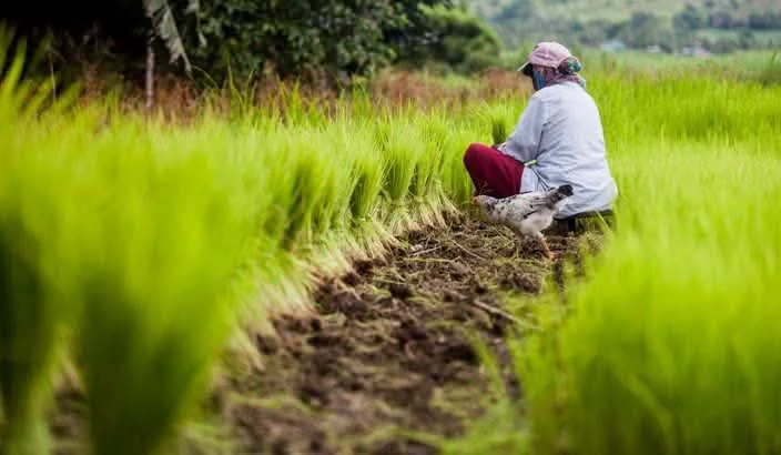 TLTB Says Rice Farm Lease Renewals in Bua Not Being Widely Rejected