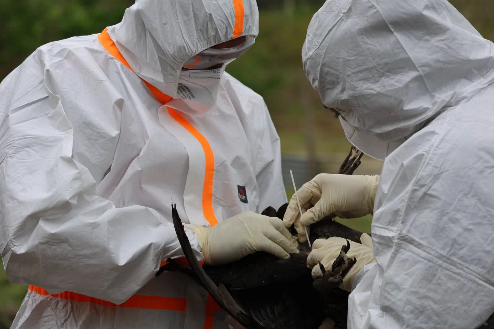Fiji Strengthens Regional Preparedness Through Bird Flu Simulation Exercise