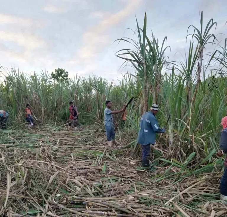 Government Boosts Support for Cane Growers