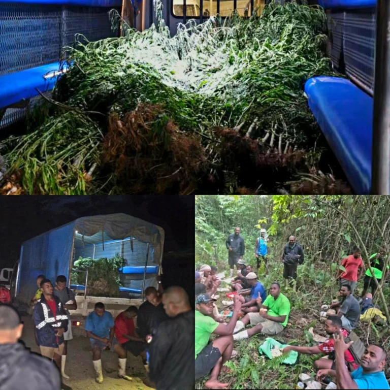 More Than 11,000 Suspected Marijuana Plants Uprooted in Nasuva