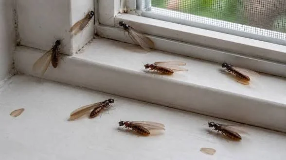 BAF Declares Termites Eradicated in Nakasi and Rakiraki